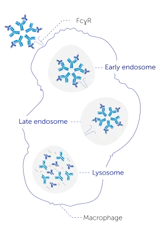 RF immune complexes fig. 2