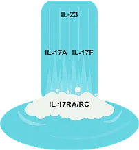 The role of cytokines: TNF and IL-17/23