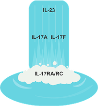 The role of cytokines: TNF and IL-17/23