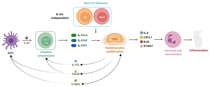 Psoriasis pathophysiology