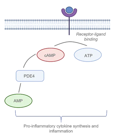 The role of PDE4