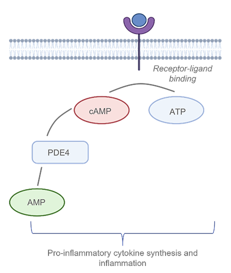 The role of PDE4