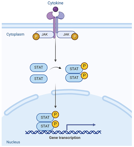 The role of intracellular signalling: JAK/STAT