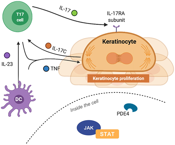The importance of intercellular and intracellular mechanisms