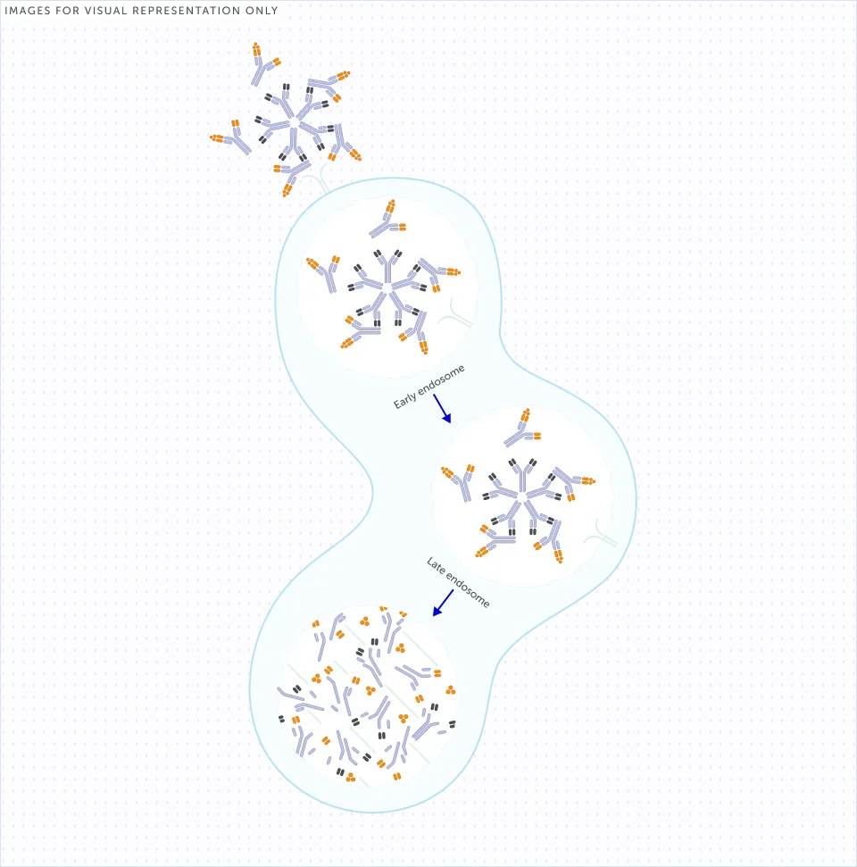 RF-IgG immune complexes.png